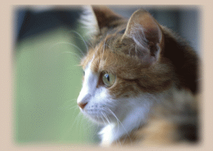 Waiting for her owner to return...